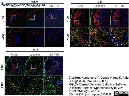 Bio-Rad MCA2402 image 1