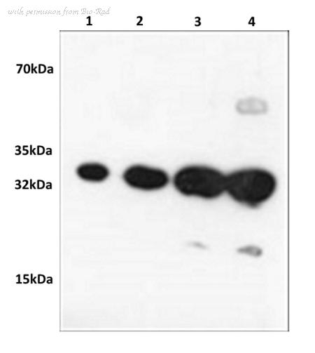 Bio-Rad AHP2987 image 1