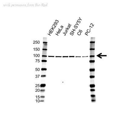 Bio-Rad VPA00316 image 1