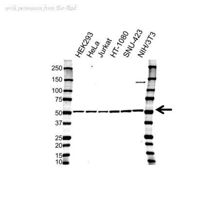 Bio-Rad VMA00364 image 1