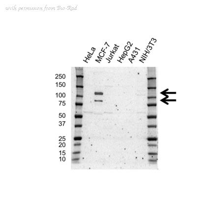 Bio-Rad VMA00390 image 1