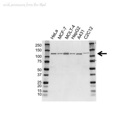 Bio-Rad VMA00395 image 1