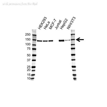 Bio-Rad VMA00396 image 1