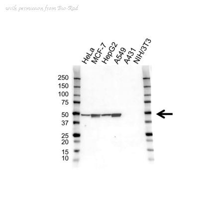 Bio-Rad VMA00444 image 1