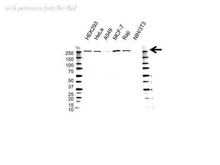 Bio-Rad VPA00266 image 1
