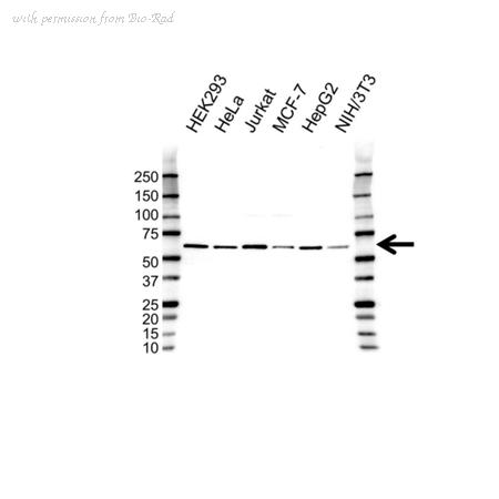 Bio-Rad VPA00295 image 1