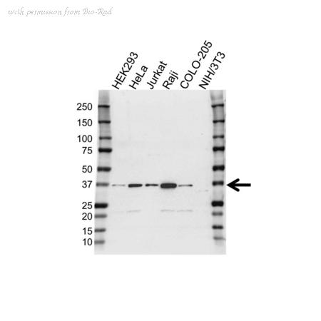 Bio-Rad VPA00314 image 1