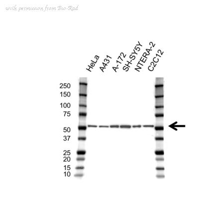Bio-Rad VPA00345 image 1