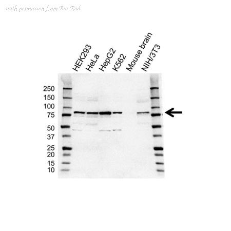 Bio-Rad VPA00358 image 1