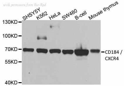 Bio-Rad AHP2451 image 1