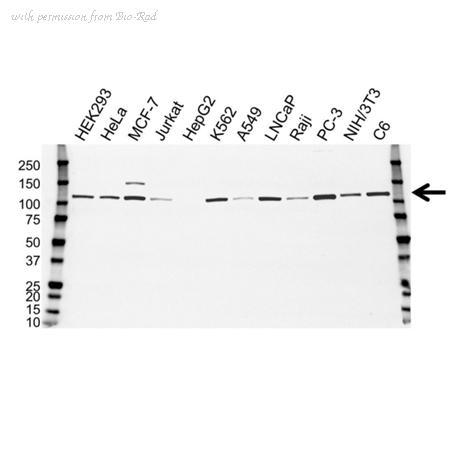 Bio-Rad VMA00230 image 1