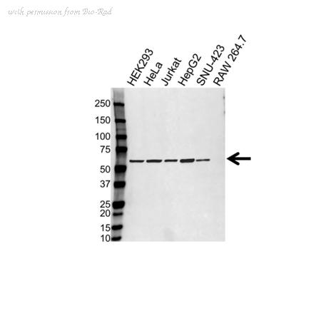 Bio-Rad VMA00477 image 1