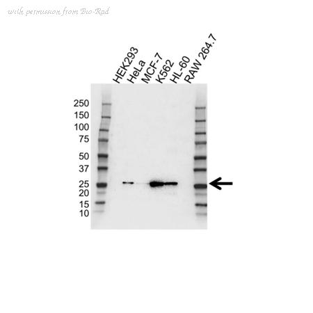 Bio-Rad VMA00486 image 1