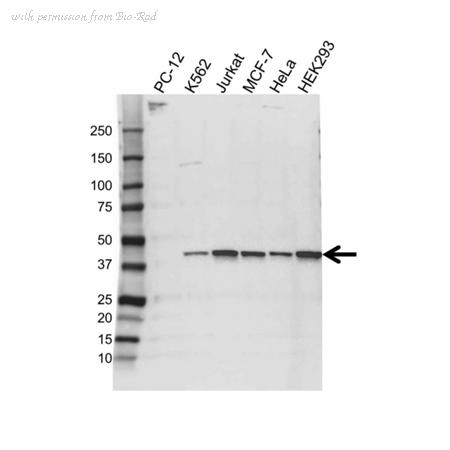 Bio-Rad VMA00490 image 1