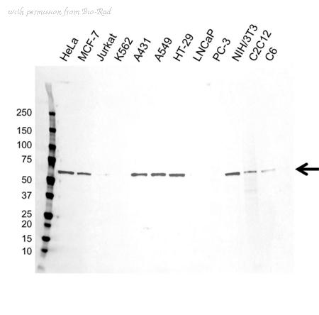 Bio-Rad VMA00498 image 1