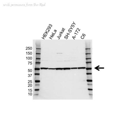 Bio-Rad VPA00442 image 1