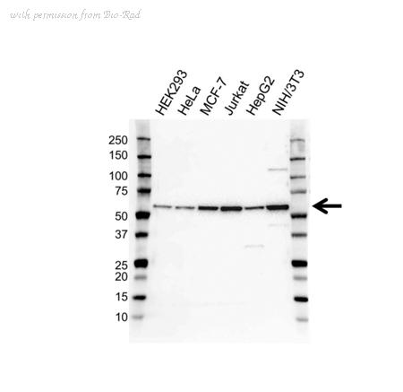 Bio-Rad VPA00459 image 1