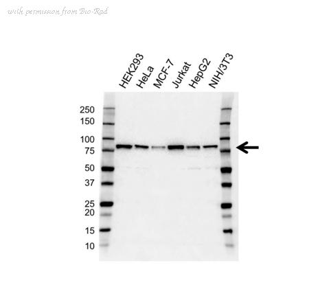 Bio-Rad VPA00465 image 1