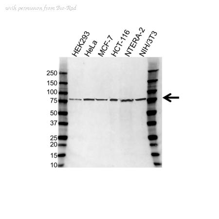 Bio-Rad VPA00475 image 1