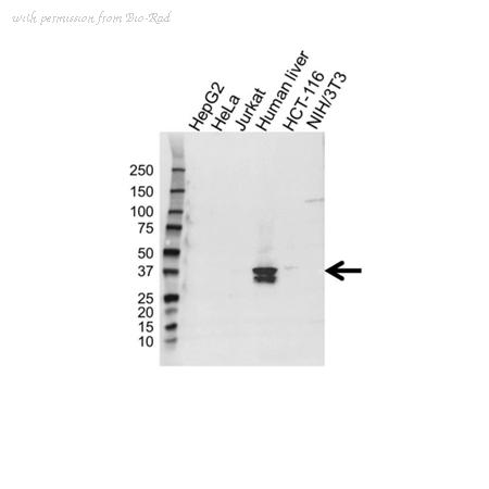 Bio-Rad VPA00487 image 1