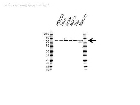 Bio-Rad VPA00552 image 1