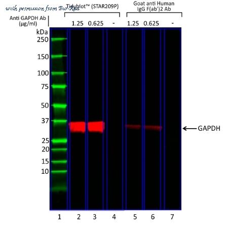Bio-Rad HCA272 image 1