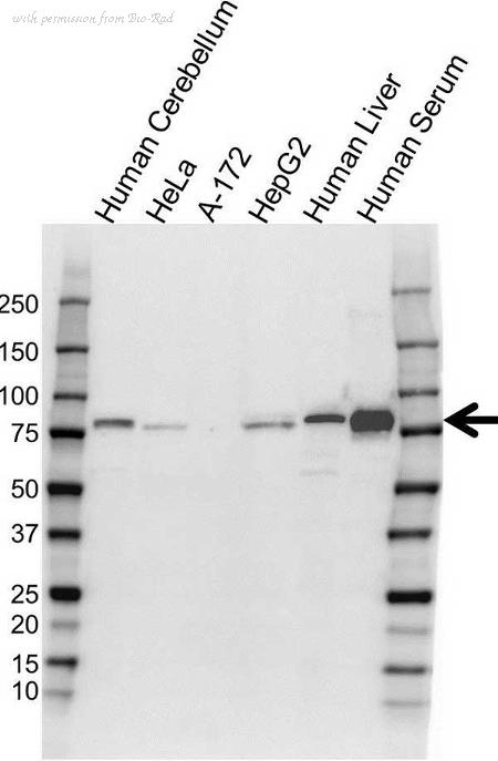 Bio-Rad VMA00578 image 1