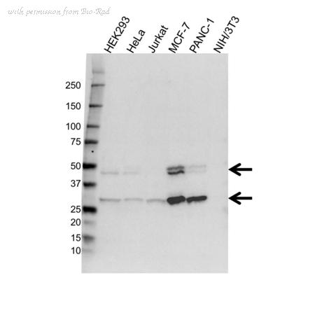 Bio-Rad VMA00581 image 1