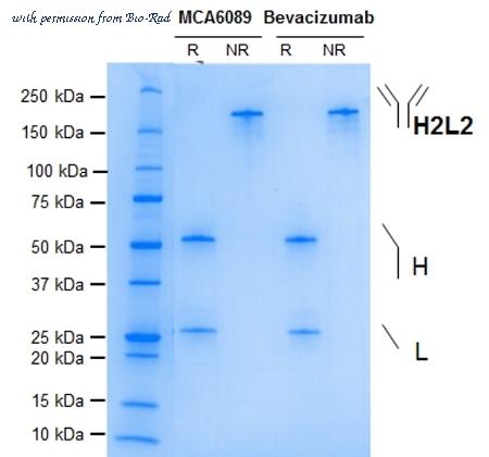 Bio-Rad MCA6089 image 1