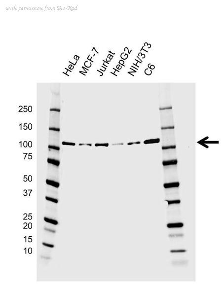 Bio-Rad VMA00528 image 1