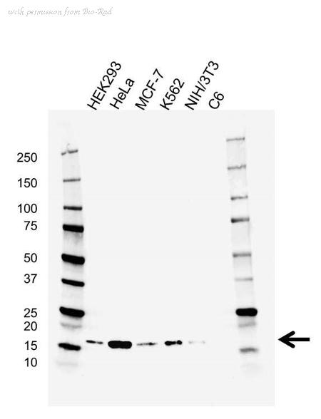 Bio-Rad VMA00535 image 1
