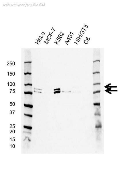 Bio-Rad VMA00568 image 1