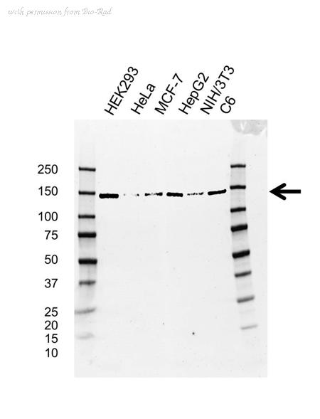 Bio-Rad VMA00627 image 1