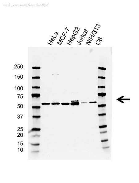Bio-Rad VMA00649 image 1