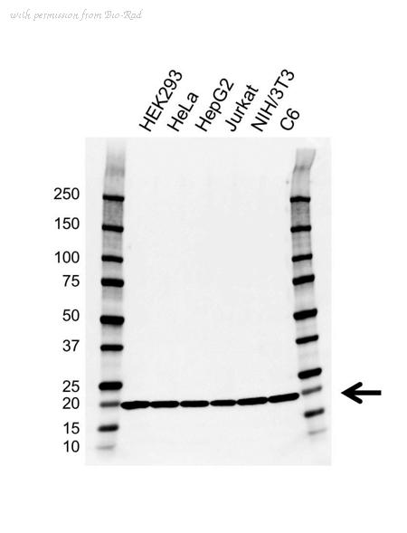 Bio-Rad VMA00652 image 1