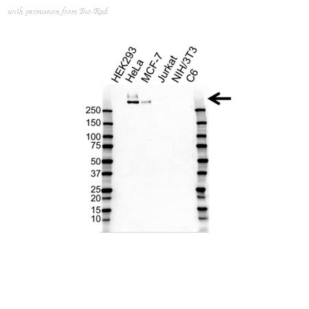 Bio-Rad VMA00660 image 1