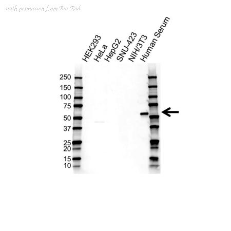 Bio-Rad VMA00662 image 1