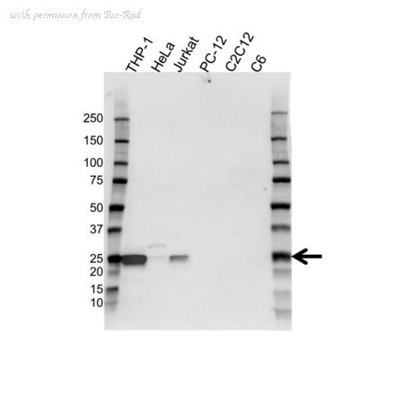 Bio-Rad VPA00775 image 1