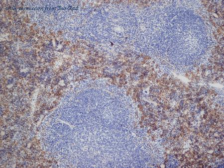 Bio-Rad MCA2415GA image 1