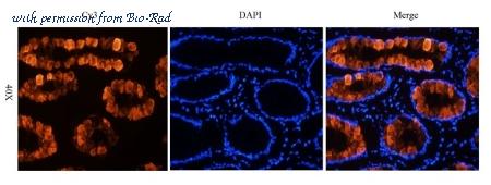 Bio-Rad MCA6093 image 1