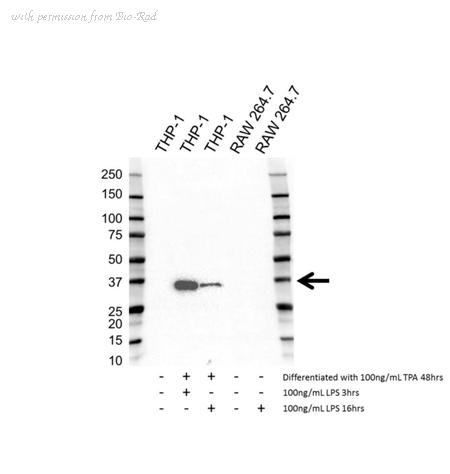 Bio-Rad VMA00633 image 1