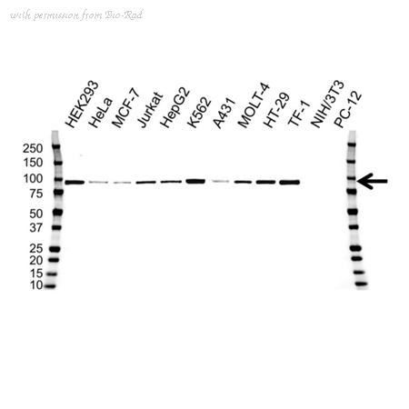 Bio-Rad VMA00711 image 1