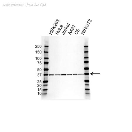 Bio-Rad VMA00742 image 1