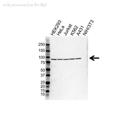 Bio-Rad VPA00800 image 1