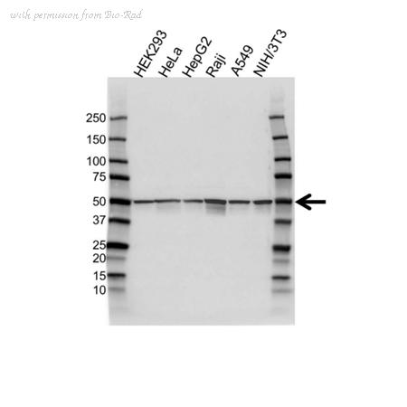 Bio-Rad VPA00851 image 1