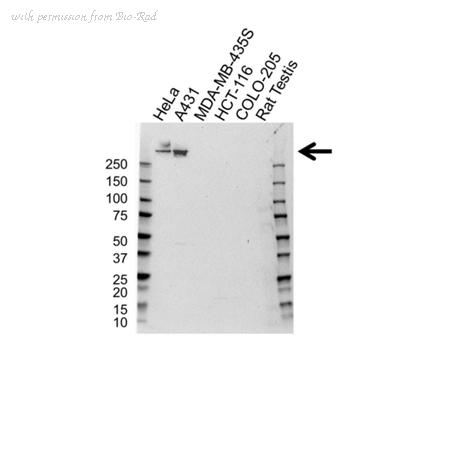 Bio-Rad VPA00854 image 1