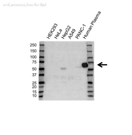 Bio-Rad VPA00858 image 1