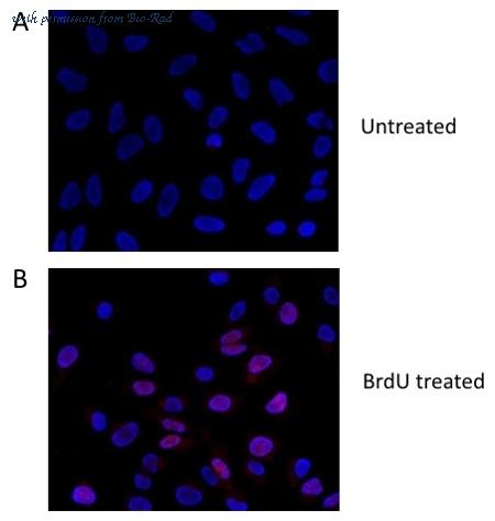Bio-Rad AHP2405 image 1