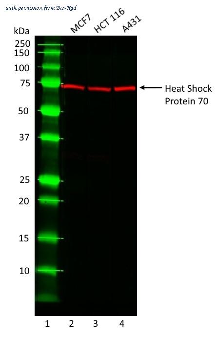 Bio-Rad MCA6096 image 1