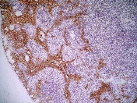 Bio-Rad MCA1849T image 1
